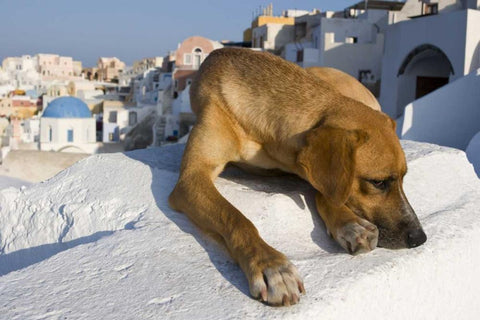 Greece, Santorini, Thira, Oia Dog on villa roof White Modern Wood Framed Art Print with Double Matting by Young, Bill
