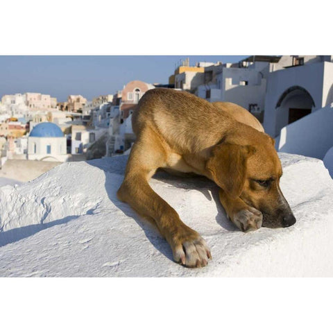 Greece, Santorini, Thira, Oia Dog on villa roof Black Modern Wood Framed Art Print by Young, Bill