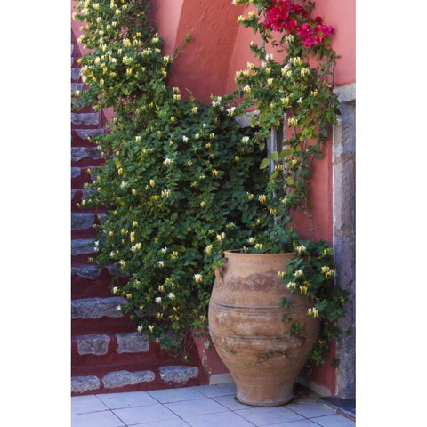 Greece, Santorini Pot with honeysuckle vine Black Modern Wood Framed Art Print by Young, Bill