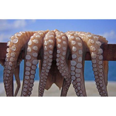 Greece, Cyclades Fresh caught octopus drying Black Modern Wood Framed Art Print by Noble Gardner, Nancy