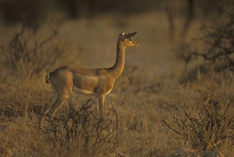 Kenya, Samburu NP Male gerenuk stands alert Black Ornate Wood Framed Art Print with Double Matting by Grall, Don