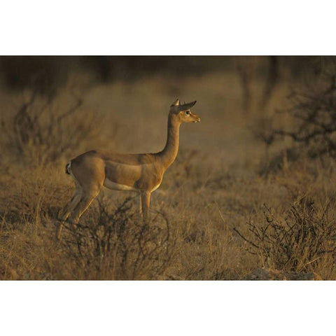 Kenya, Samburu NP Male gerenuk stands alert White Modern Wood Framed Art Print by Grall, Don