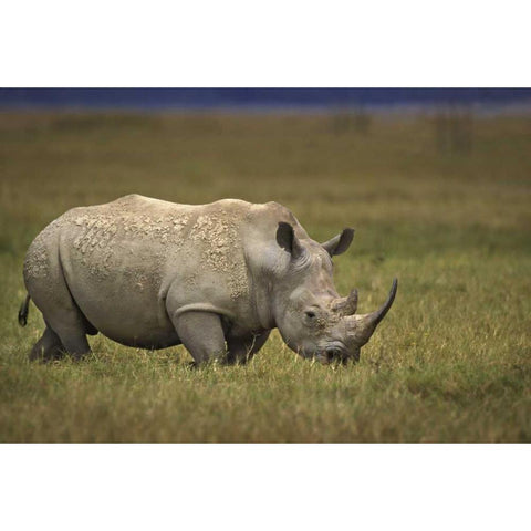 Kenya, Lake Nakuru NP Northern white rhinoceros Black Modern Wood Framed Art Print with Double Matting by Grall, Don