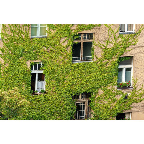 Ivy covered wall of building Black Modern Wood Framed Art Print by Haseltine, Tom
