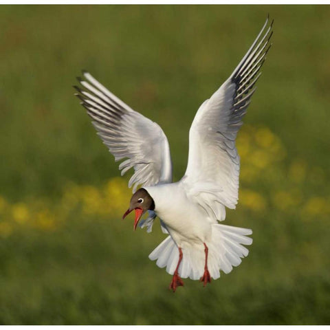 Iceland, Hethnar Black-headed gull screams Black Modern Wood Framed Art Print by Morris, Arthur