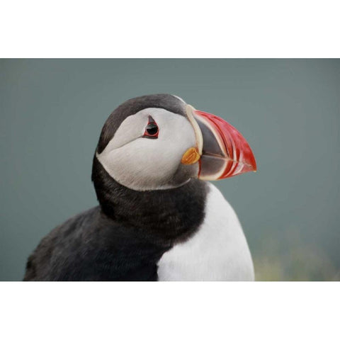 Iceland, Ingolfshofdi Profile of Atlantic puffin Black Modern Wood Framed Art Print with Double Matting by Morris, Arthur