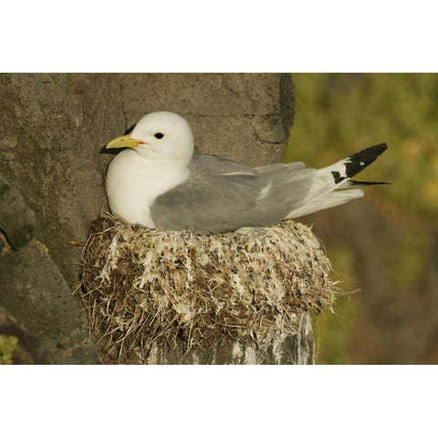 Iceland, Latrabjarg Black-legged kittiwake Black Modern Wood Framed Art Print by Morris, Arthur