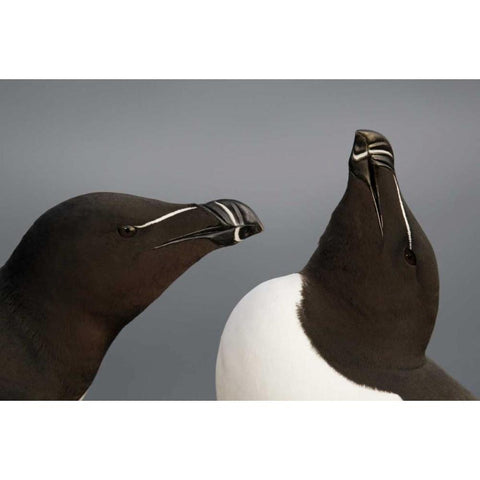 Iceland, Latrabjarg Razorbills in courtship White Modern Wood Framed Art Print by Morris, Arthur