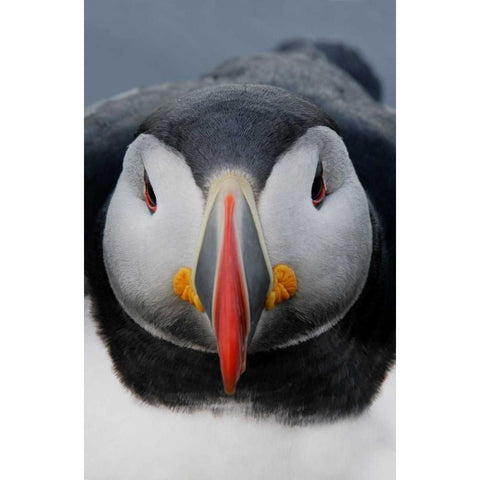 Iceland, Latrabjarg Atlantic puffin head Black Modern Wood Framed Art Print with Double Matting by Morris, Arthur