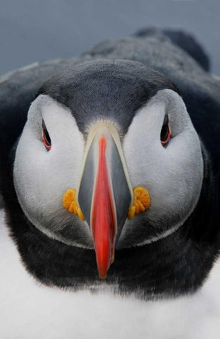 Iceland, Latrabjarg Atlantic puffin head White Modern Wood Framed Art Print with Double Matting by Morris, Arthur