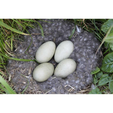 Iceland, Snaefellsnes Common eider nest and eggs White Modern Wood Framed Art Print by Morris, Arthur