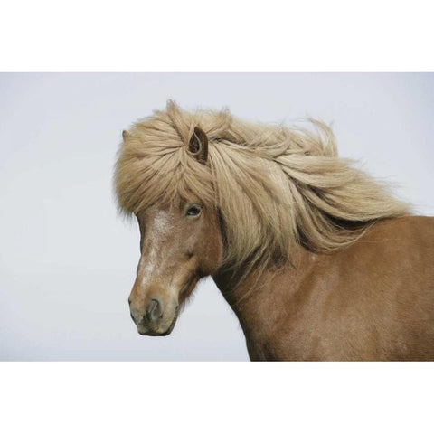 Iceland Portrait of an Icelandic horse Black Modern Wood Framed Art Print by Morris, Arthur