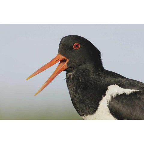 Iceland, Snaefellsnes Eurasian oystercatcher Black Modern Wood Framed Art Print with Double Matting by Morris, Arthur