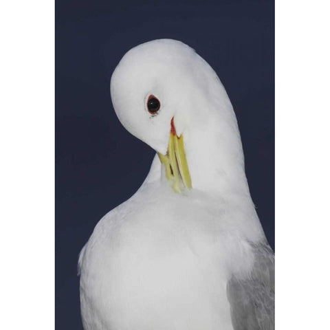 Iceland, Latrabjarg Black-legged kittiwake Black Modern Wood Framed Art Print by Morris, Arthur