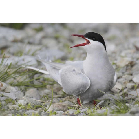 Iceland Artic tern screams while guarding egg Gold Ornate Wood Framed Art Print with Double Matting by Morris, Arthur