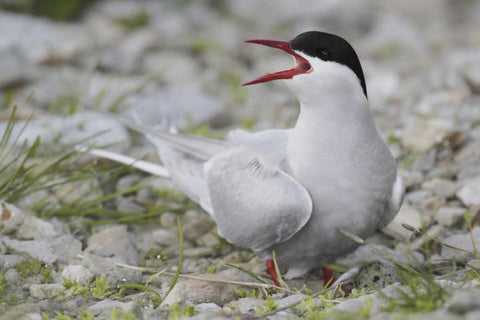 Iceland Artic tern screams while guarding egg Black Ornate Wood Framed Art Print with Double Matting by Morris, Arthur