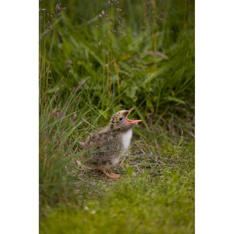 Iceland, Snaefellsnes A newborn Arctic tern Black Modern Wood Framed Art Print by Grall, Don