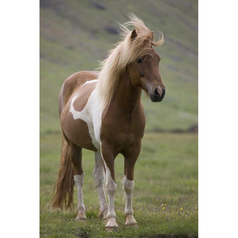 Iceland, Snaefellsnes Peninsula Icelandic horse White Modern Wood Framed Art Print by Grall, Don