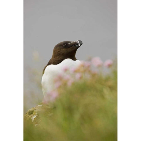 Iceland, Latrabjarg Razorbill behind flowers White Modern Wood Framed Art Print by Grall, Don
