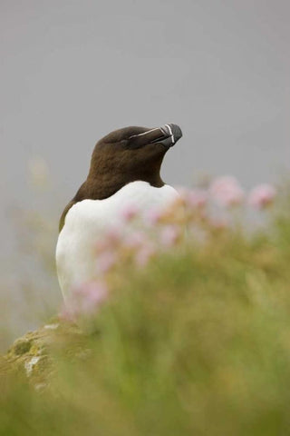 Iceland, Latrabjarg Razorbill behind flowers Black Ornate Wood Framed Art Print with Double Matting by Grall, Don