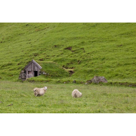Iceland, Skogar Icelandic sheep by a hut Gold Ornate Wood Framed Art Print with Double Matting by Grall, Don