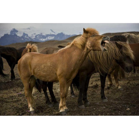 Iceland, Jokulsarlon An Icelandic horse yawning Gold Ornate Wood Framed Art Print with Double Matting by Grall, Don