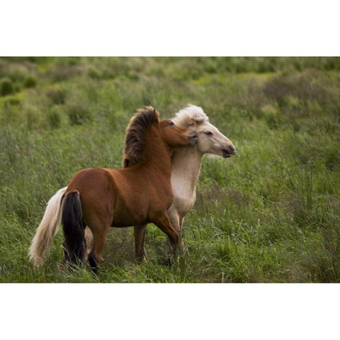 Iceland Icelandic horses getting feisty Black Modern Wood Framed Art Print by Grall, Don