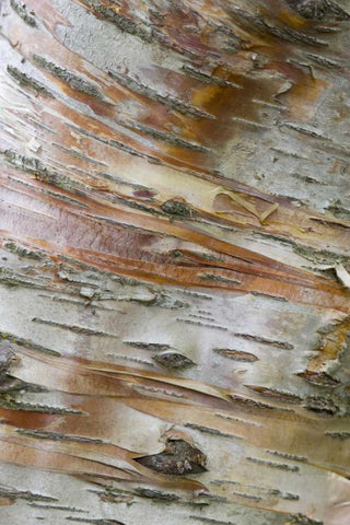 Iceland, Akureyri Bark detail on a birch tree Black Ornate Wood Framed Art Print with Double Matting by Grall, Don