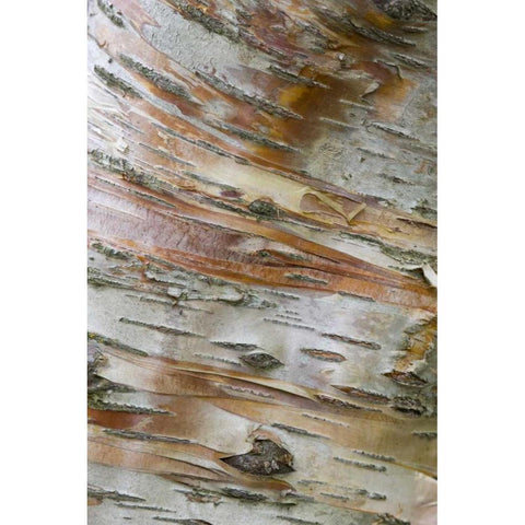 Iceland, Akureyri Bark detail on a birch tree Black Modern Wood Framed Art Print with Double Matting by Grall, Don