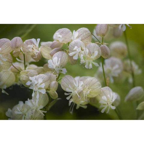 Iceland, Akureyri Freravorblum flowers Black Modern Wood Framed Art Print by Grall, Don