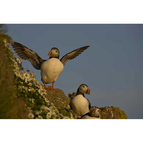 Iceland, Latrabjarg Atlantic puffin on cliff Gold Ornate Wood Framed Art Print with Double Matting by Grall, Don
