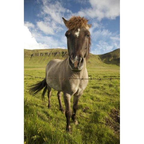 Iceland, Reykjavik Icelandic horse next to fence Gold Ornate Wood Framed Art Print with Double Matting by Anon, Josh