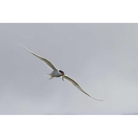 Iceland, Vik Arctic tern with small fish in beak Black Modern Wood Framed Art Print with Double Matting by Young, Bill
