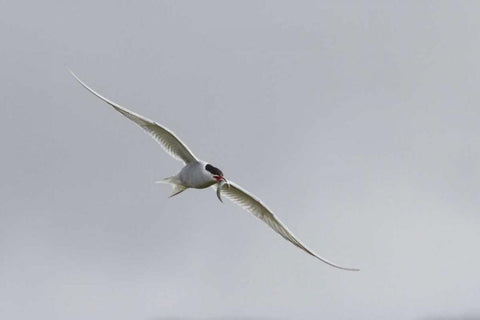 Iceland, Vik Arctic tern with small fish in beak Black Ornate Wood Framed Art Print with Double Matting by Young, Bill