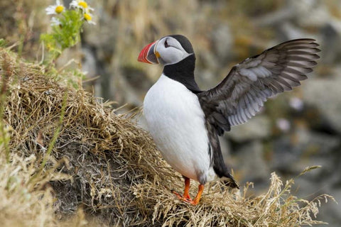 Iceland Close-up of puffin flapping its wings White Modern Wood Framed Art Print with Double Matting by Young, Bill