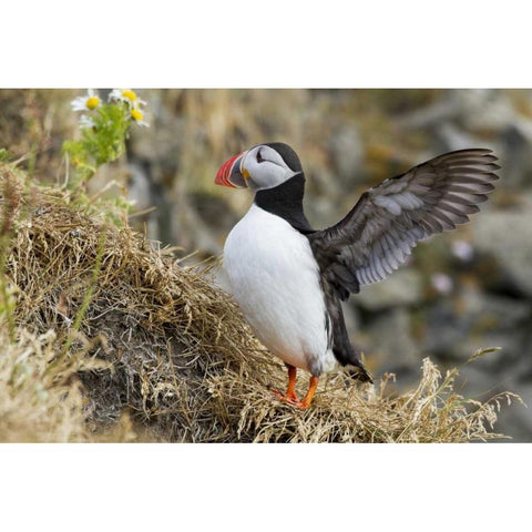 Iceland Close-up of puffin flapping its wings Black Modern Wood Framed Art Print with Double Matting by Young, Bill
