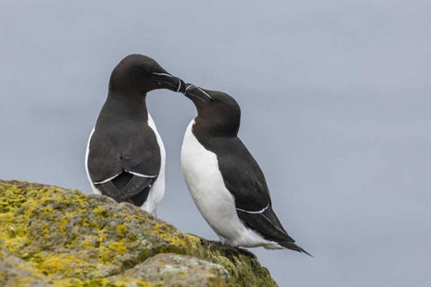 Iceland, Latrabjarg Razorbills in courtship Black Ornate Wood Framed Art Print with Double Matting by Illg, Cathy and Gordon
