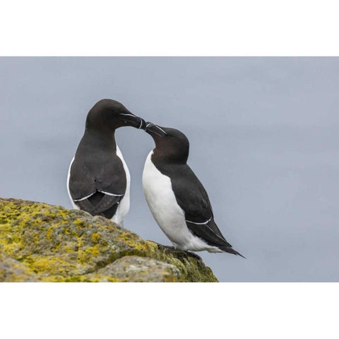 Iceland, Latrabjarg Razorbills in courtship Black Modern Wood Framed Art Print by Illg, Cathy and Gordon