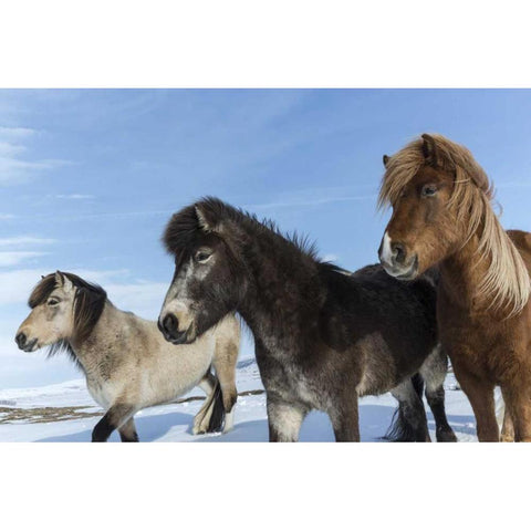 Iceland Icelandic horses Gold Ornate Wood Framed Art Print with Double Matting by Young, Bill