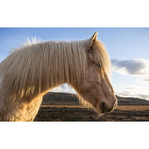Iceland Portrait of Icelandic horse White Modern Wood Framed Art Print by Young, Bill