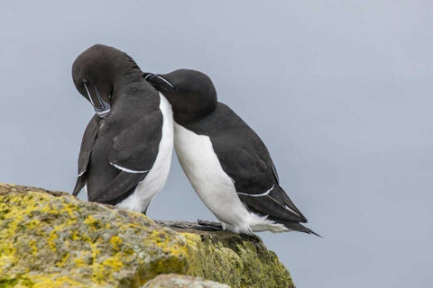 Iceland, Latrabjarg Razorbills courting Black Ornate Wood Framed Art Print with Double Matting by Illg, Cathy and Gordon