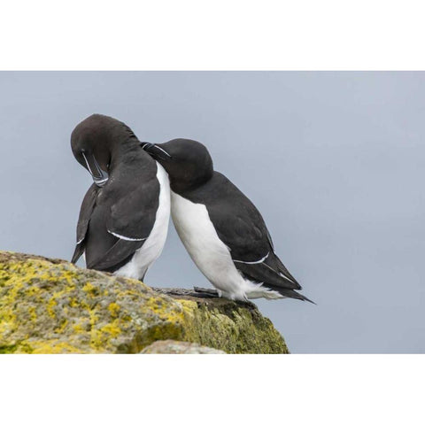 Iceland, Latrabjarg Razorbills courting Black Modern Wood Framed Art Print by Illg, Cathy and Gordon