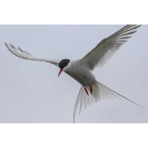 Iceland, Reykjavik Arctic tern hovering Black Modern Wood Framed Art Print by Illg, Cathy and Gordon