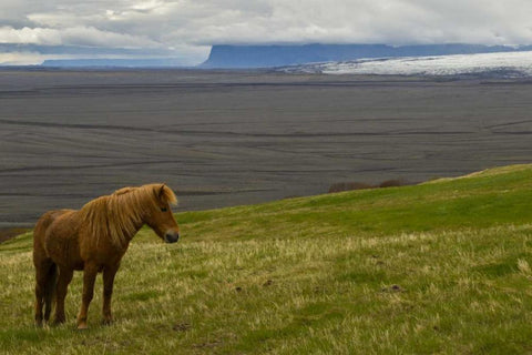Iceland, Skaftafell NP Icelandic horse Black Ornate Wood Framed Art Print with Double Matting by Illg, Cathy and Gordon