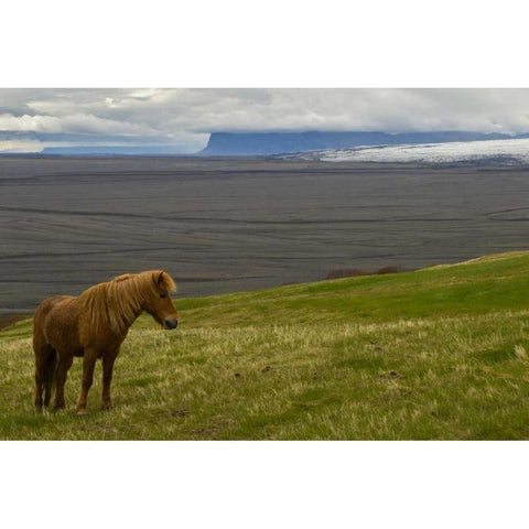 Iceland, Skaftafell NP Icelandic horse White Modern Wood Framed Art Print by Illg, Cathy and Gordon
