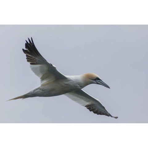 Iceland, Snaefellsnes Northern gannet gliding Black Modern Wood Framed Art Print by Illg, Cathy and Gordon