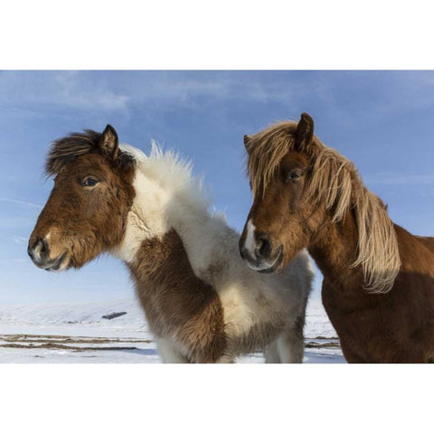 Iceland Icelandic horses White Modern Wood Framed Art Print by Young, Bill