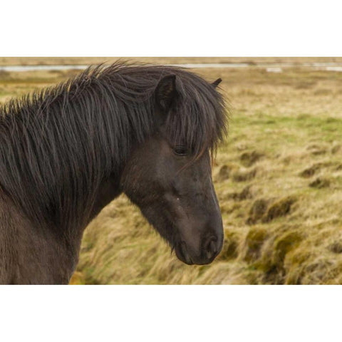 Iceland Profile of Icelandic horse White Modern Wood Framed Art Print by Illg, Cathy and Gordon