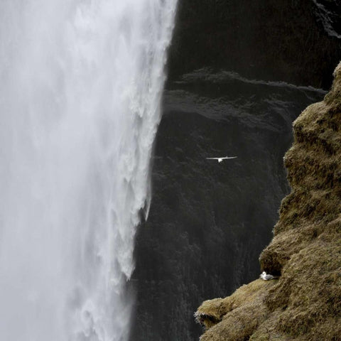 Iceland Seagull flies past Skogafoss waterfall Black Modern Wood Framed Art Print by Young, Bill