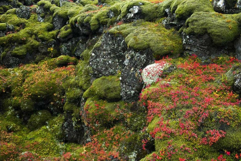 Iceland, Pingvellir NP Moss-covered rocks Black Ornate Wood Framed Art Print with Double Matting by Kirkland, Dennis